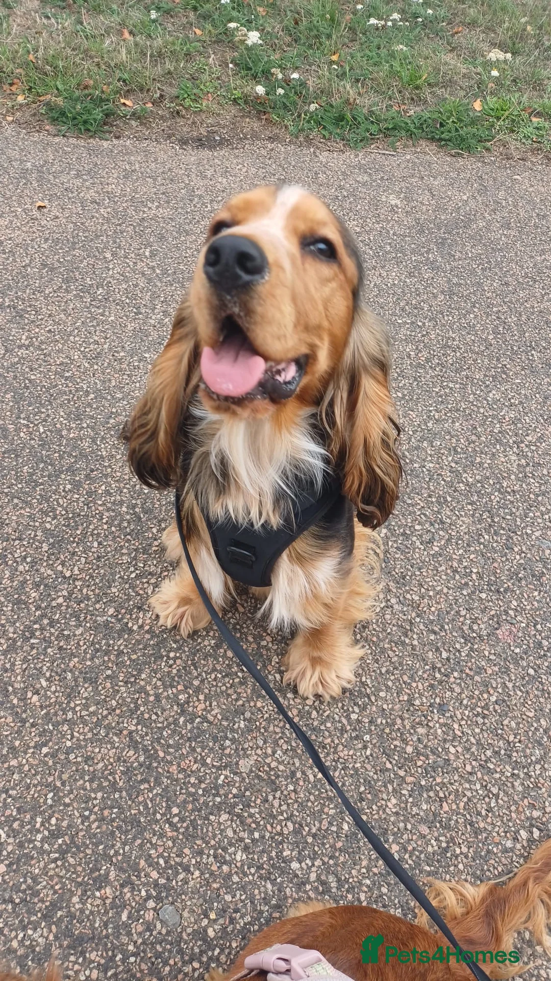 Cocker Spaniel dogs for sale: 2 cocker spaniels for sale - Advert 3