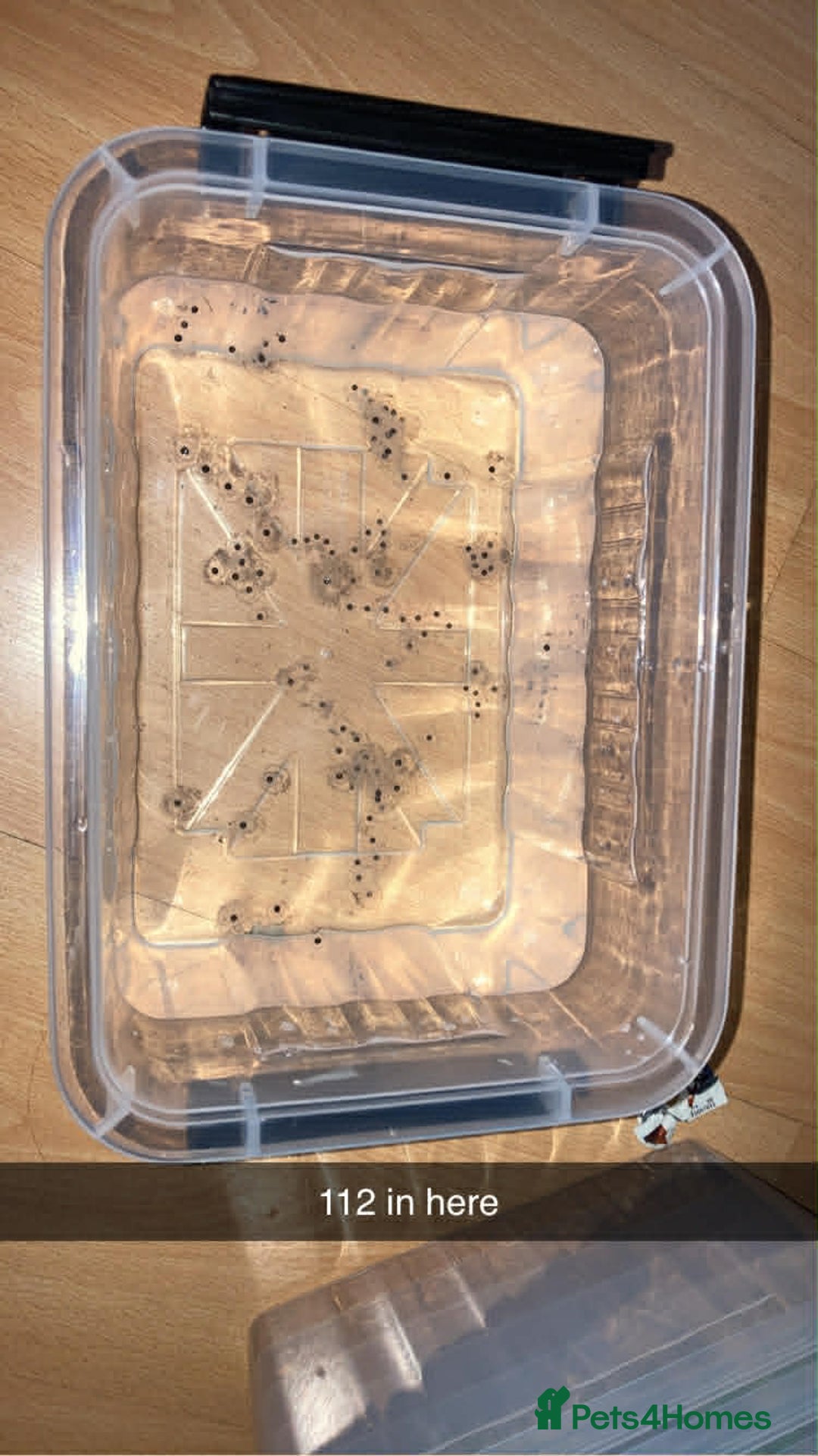 Axolotl reptiles for sale: Axolotl eggs  - Advert 3