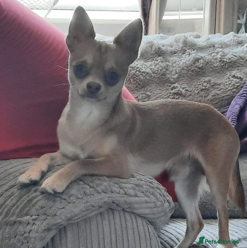 Chihuahua dogs For stud only - Advert 4