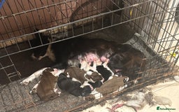 Border Collie dogs for sale: Beautiful pups B&W / R&W  - Image 2