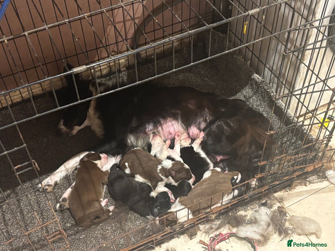 Border Collie dogs for sale: Beautiful pups B&W / R&W  - Image 2