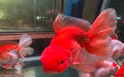 Fancy Goldfish fish for sale: Thai pleated goldfish - Image 23