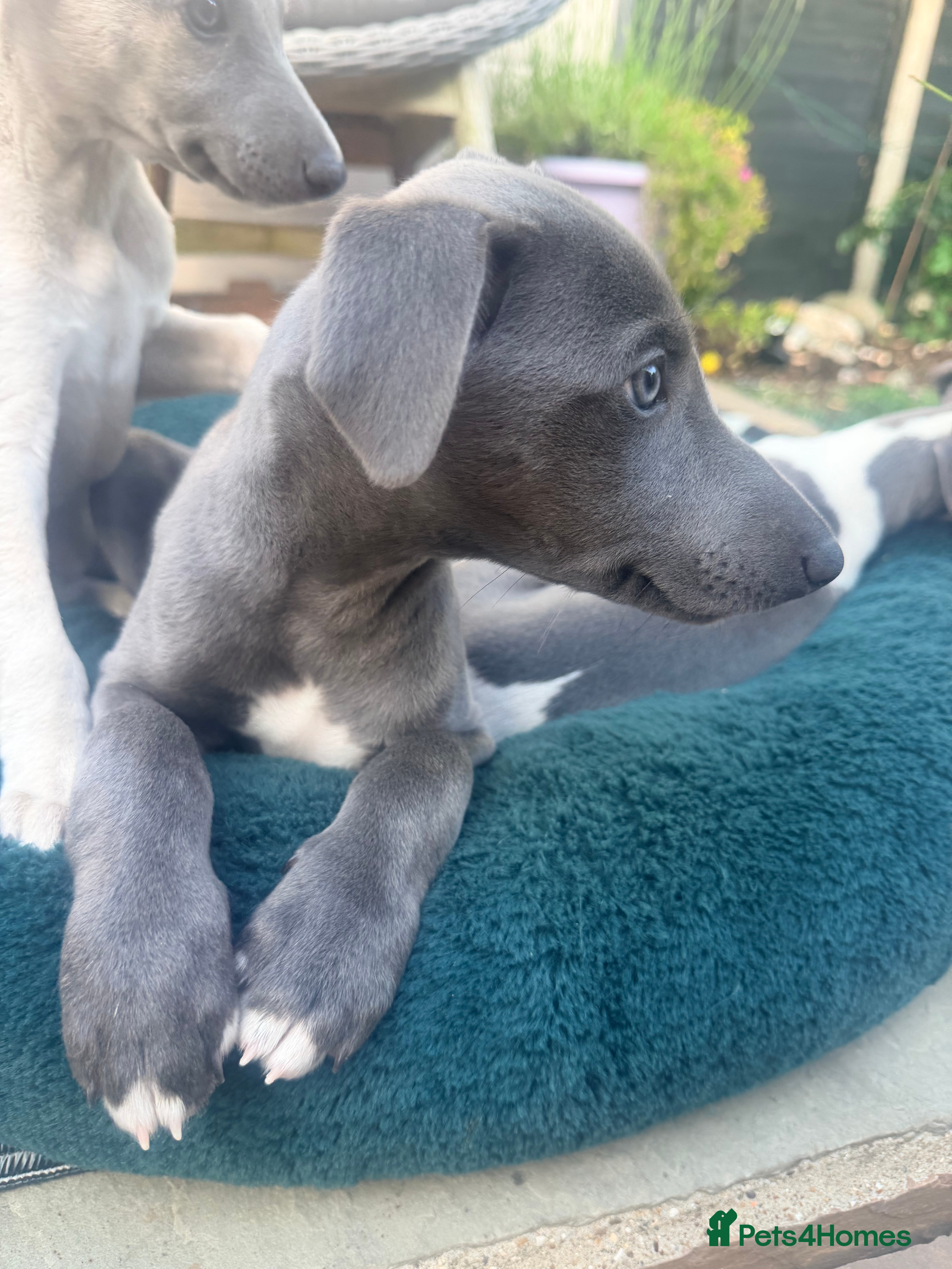 Whippet dogs Gorgeous Whippets Ready for forever Home - Advert 2