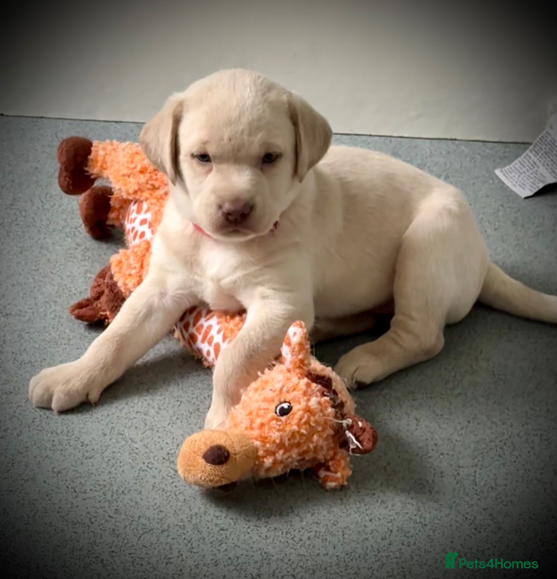Labrador Retriever dogs KC health tested, 2 females, champagne & silver  - Advert 12