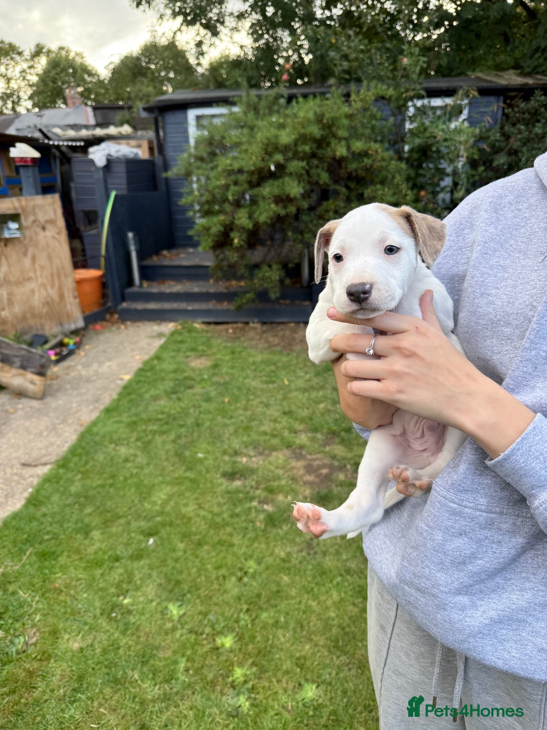 Mixed Breed dogs for sale: Staffordshire bull terrier cross whippet ready now - Image 6