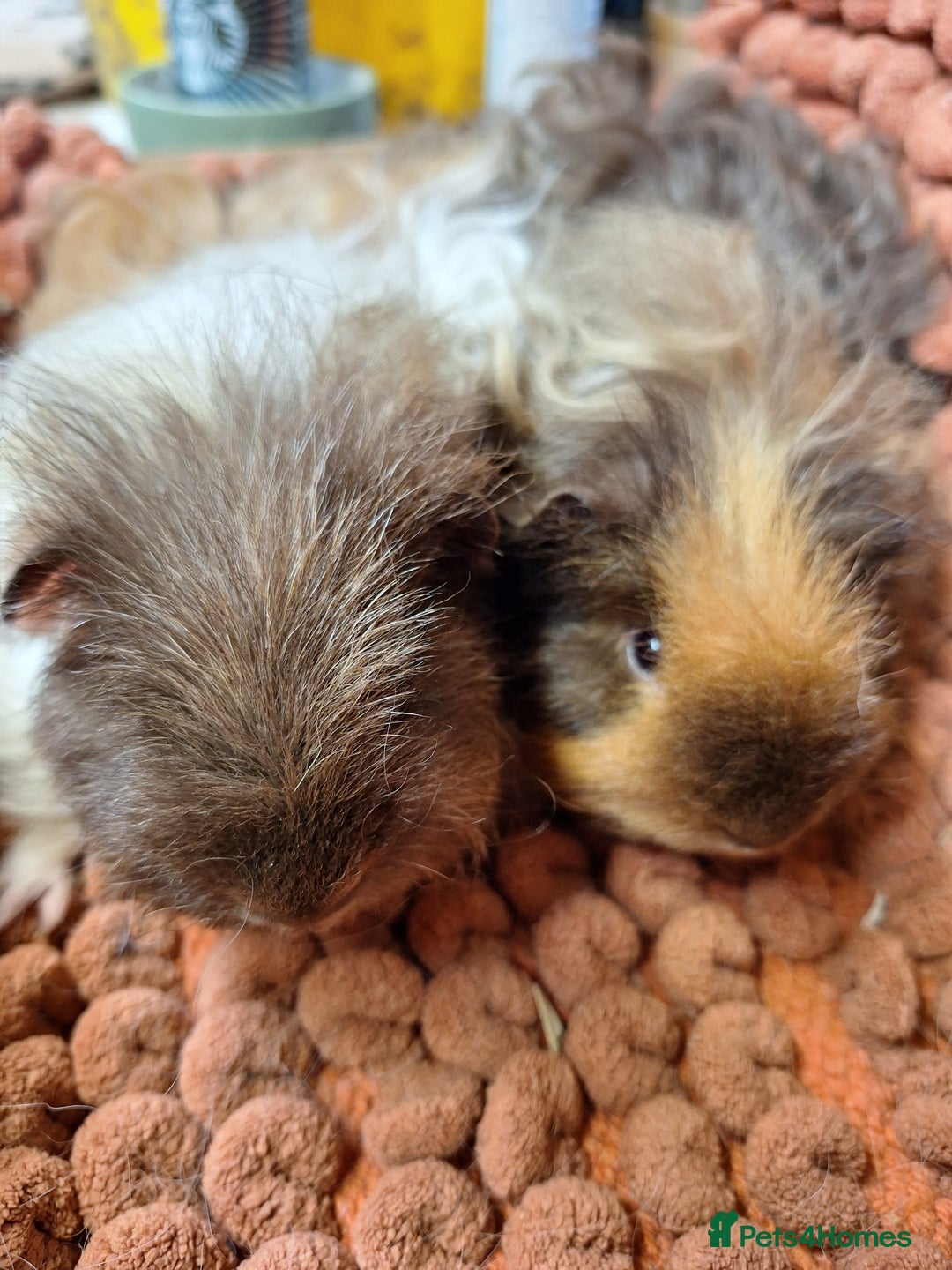 Guinea Pig rodents for sale: Baby sheltie and texel Guinea pig boys in Saltburn-by-the-Sea - Image 9