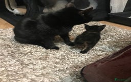 British Shorthair cats for sale: Beautiful loving Black/white rescued girl Kitten - Image 8