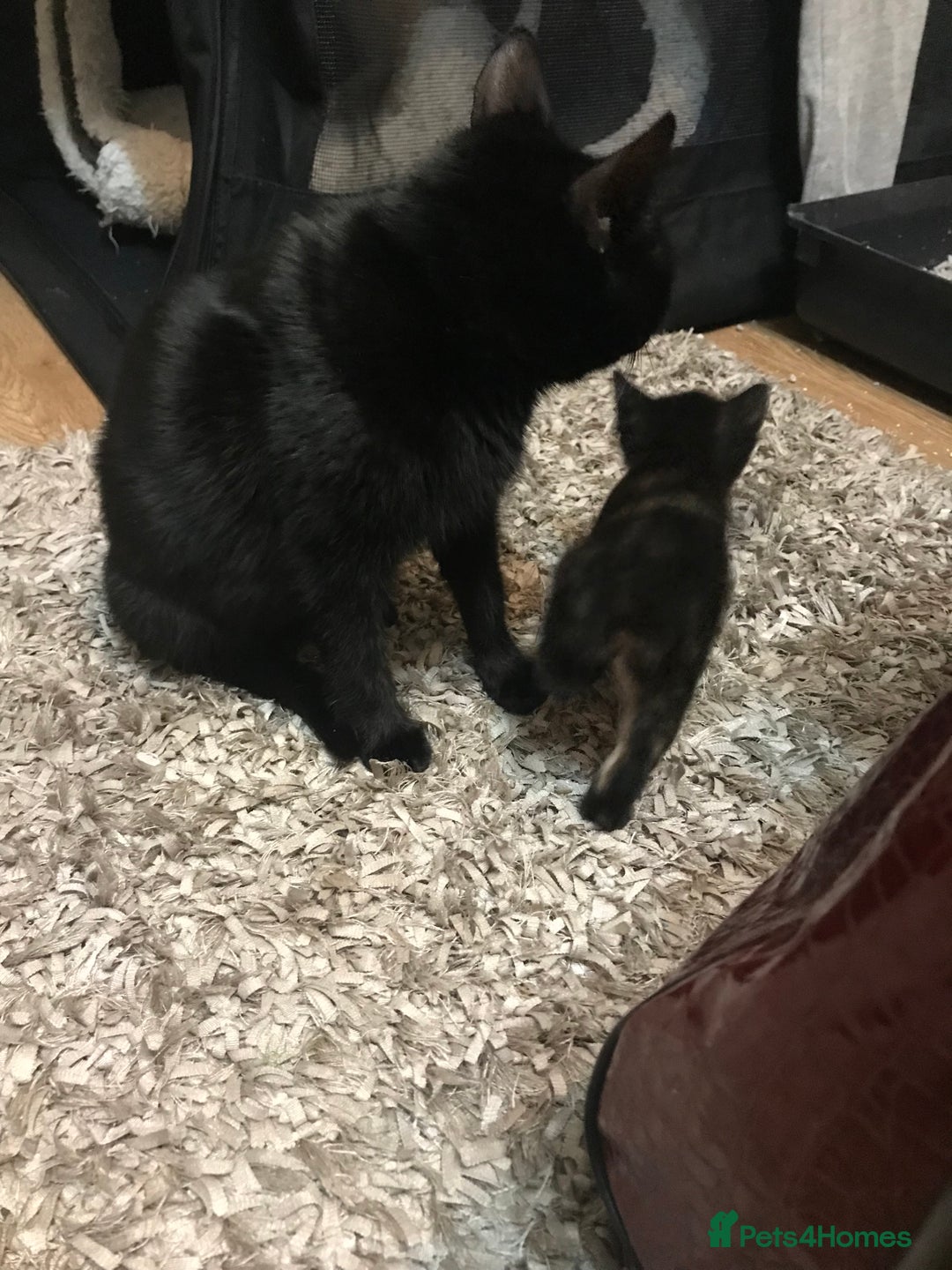 British Shorthair cats for sale: Beautiful loving Black/white rescued girl Kitten - Image 8