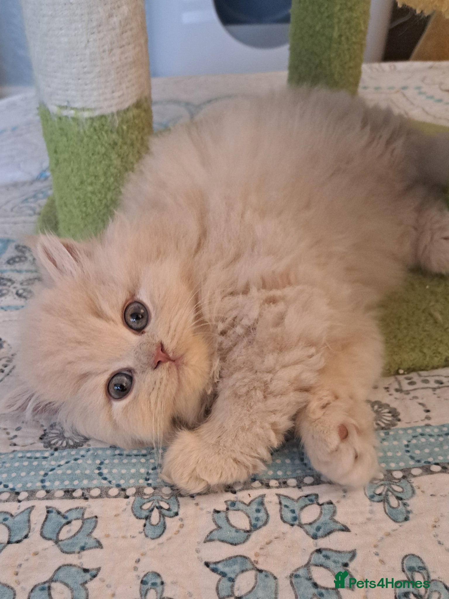 British Longhair cats for sale: Top Quality purebred BLH Kittend - Advert 9