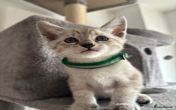 Siamese cats for sale: Siamese Lynx Kittens – 3 Boys & 3 Girls - Image 7