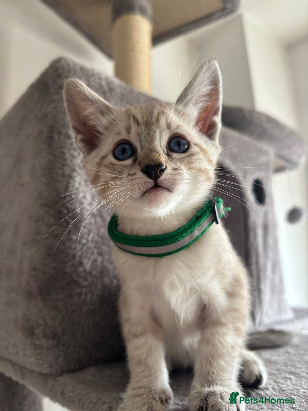 Siamese cats for sale: Siamese Lynx Kittens – 3 Boys & 3 Girls - Image 7