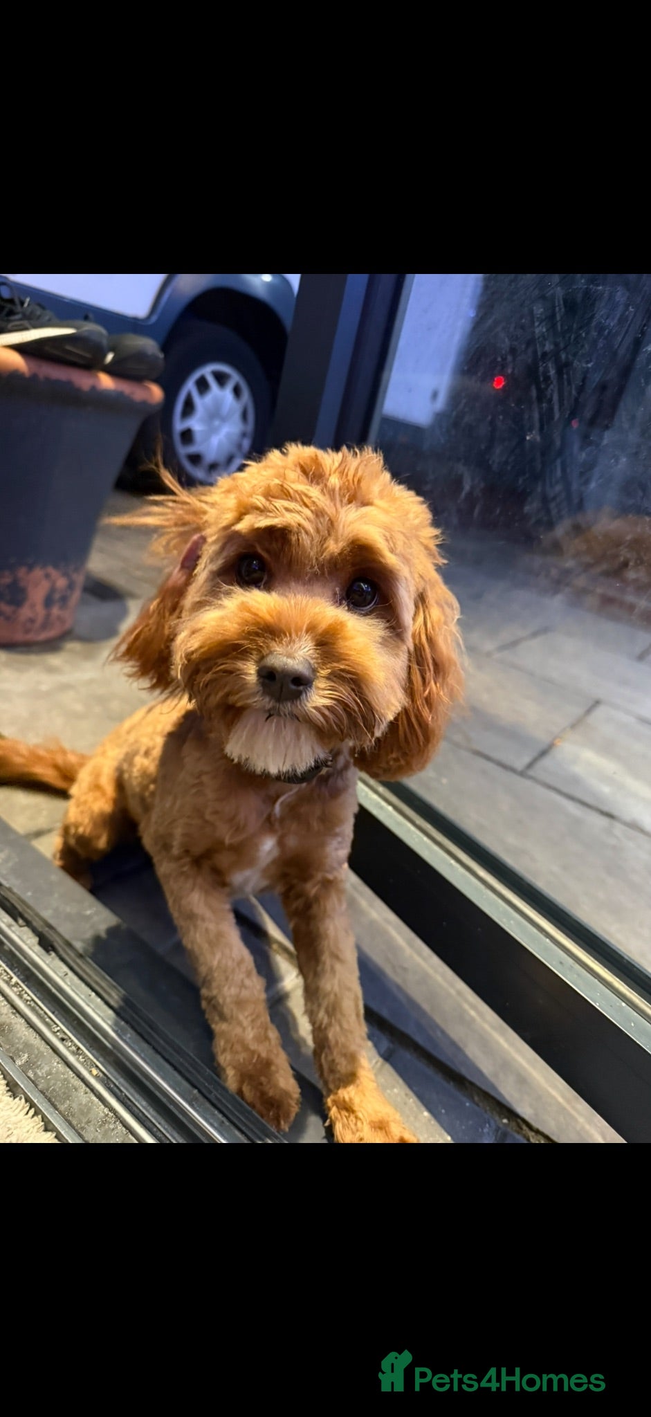 Cavapoo dogs Exceptional F1b Cavapoo Puppies, Health Tested | - Advert 2