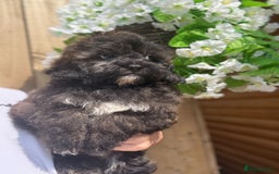 Shihpoo dogs for sale: 🩷 Beautiful Shihpoo Girls available 💙 - Image 3