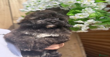 Shihpoo dogs - Advert 3