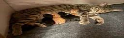 Domestic Shorthair cats for sale: 5 Beautiful Kittens Looking for Homes  - Advert 11