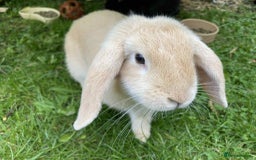 Mini Lop rabbits for sale: Minilop and lionhead bunny for sale - Image 2