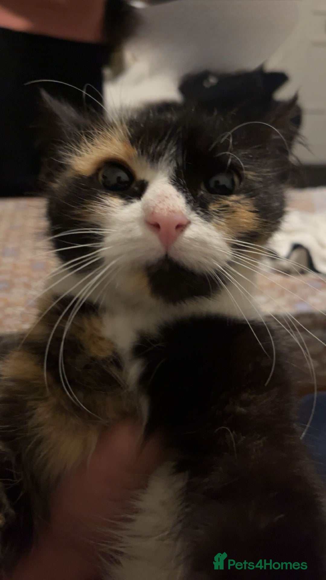 Mixed Breed cats for sale: Cute mixed colored kittens - Advert 1