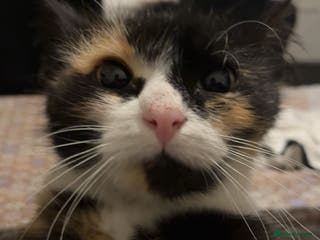 Mixed Breed cats Cute mixed colored kittens - Advert 1