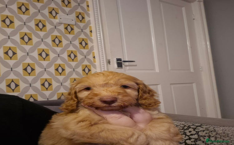 Cockapoo dogs - Advert 14