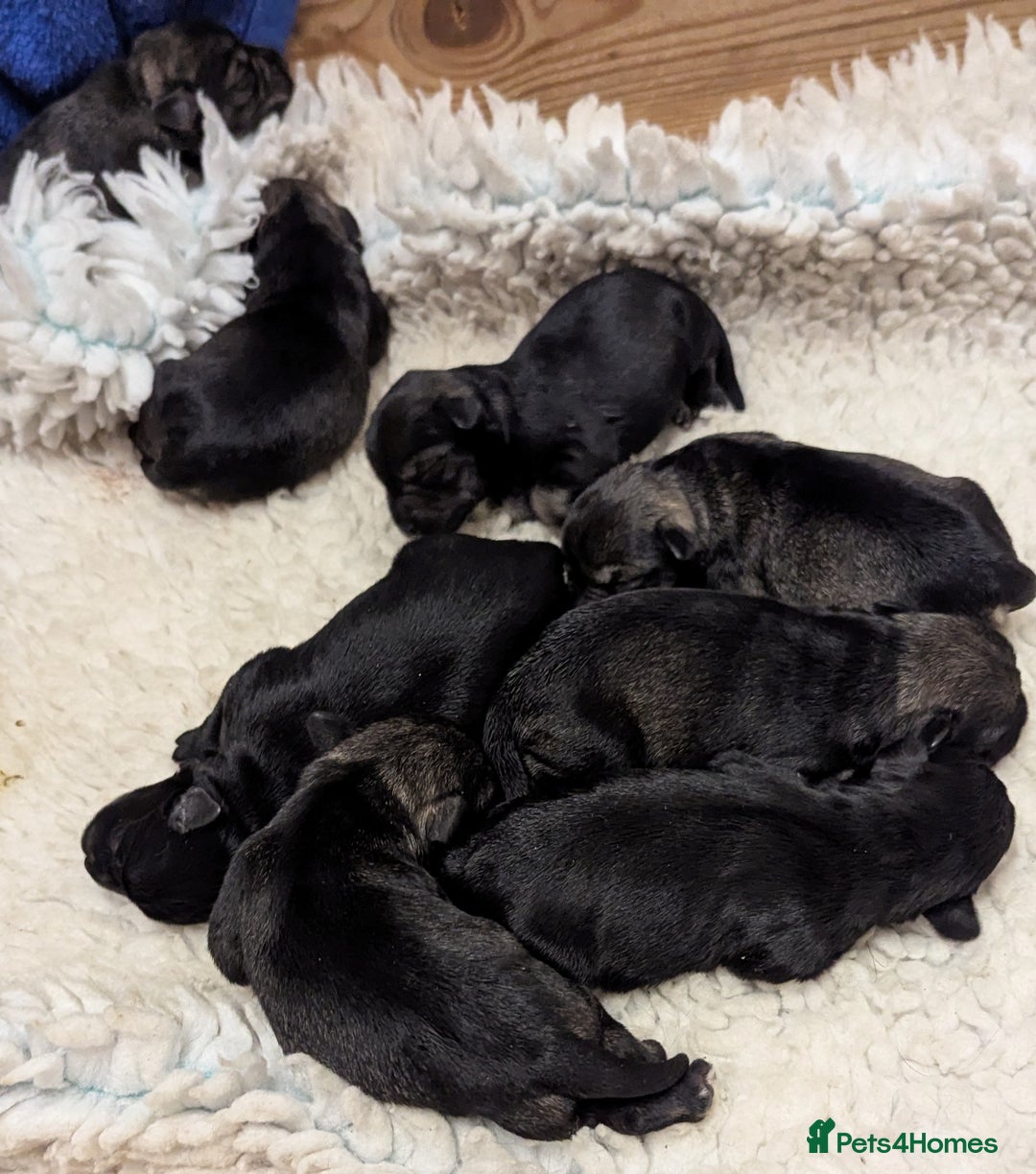 Miniature Schnauzer dogs for sale: Beautiful,Health Tested Miniature Schnauzer Pups - Advert 5