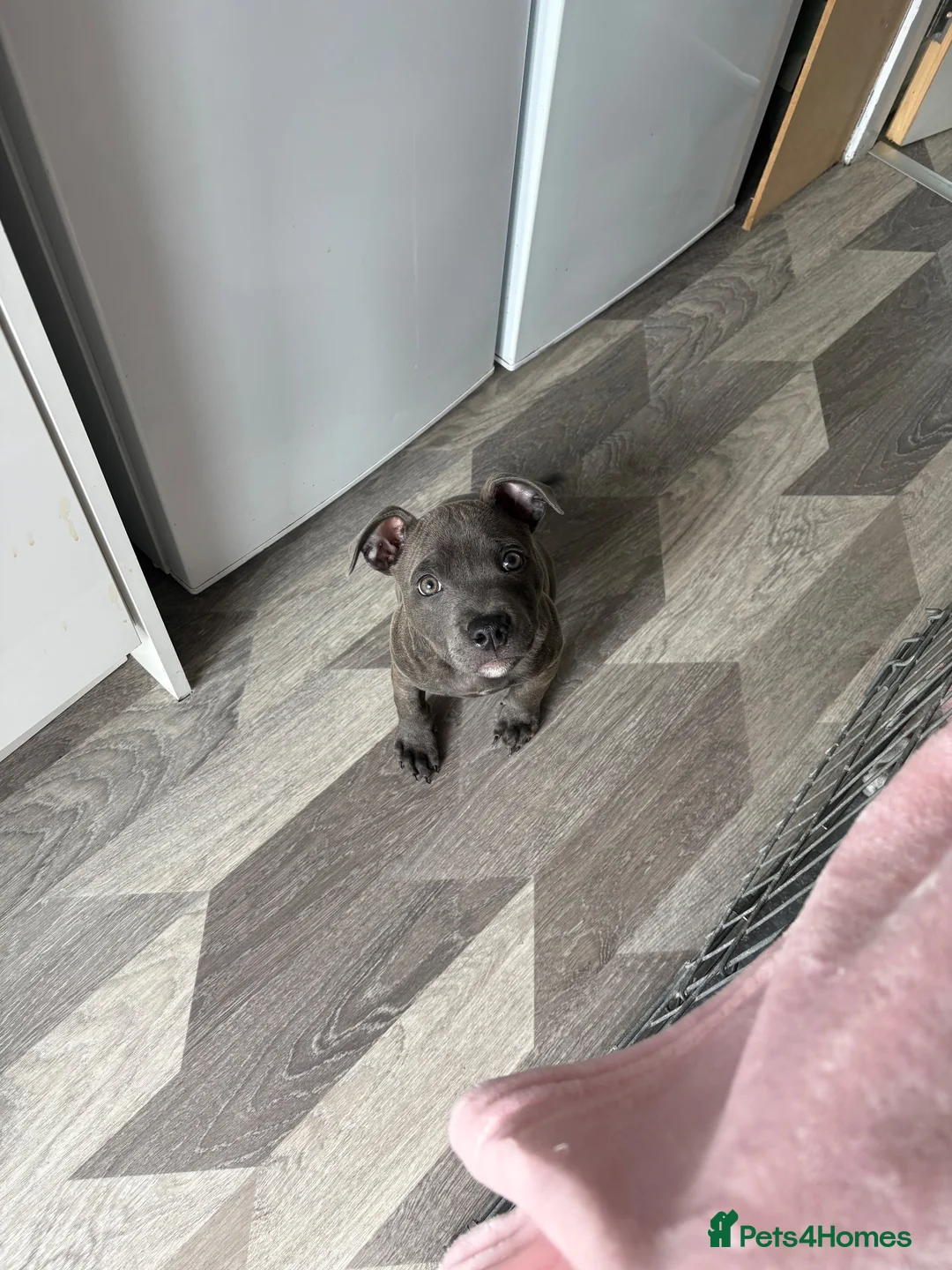 Staffordshire Bull Terrier dogs for sale: Blue staffy pup in Stirling - Advert 2