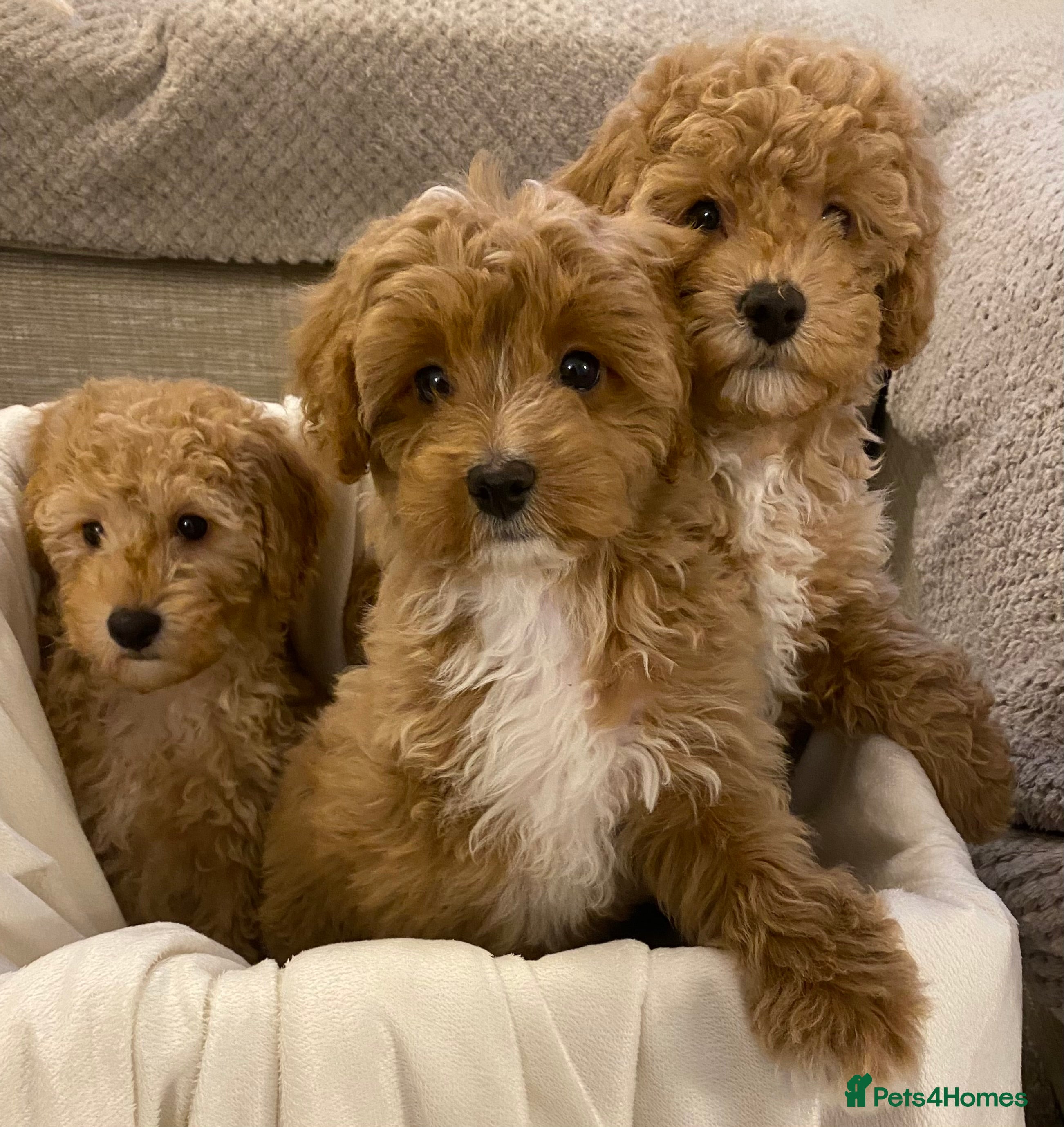 Cavapoo dogs RED & WHITE CAVAPOO PUPPIES TOP QUALITY BREEDER - Advert 1