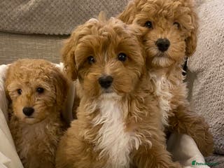 Cavapoo dogs RED & WHITE CAVAPOO PUPPIES TOP QUALITY BREEDER - Advert 7
