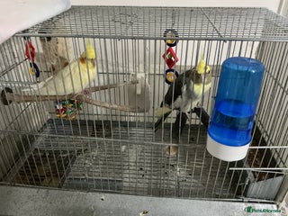 Cockatiels birds Two cockatiels - Advert 1