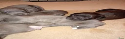 Staffordshire Bull Terrier dogs for sale: Beautiful Blue Staffordshire Bull Terriers  in Ledbury - Advert 10