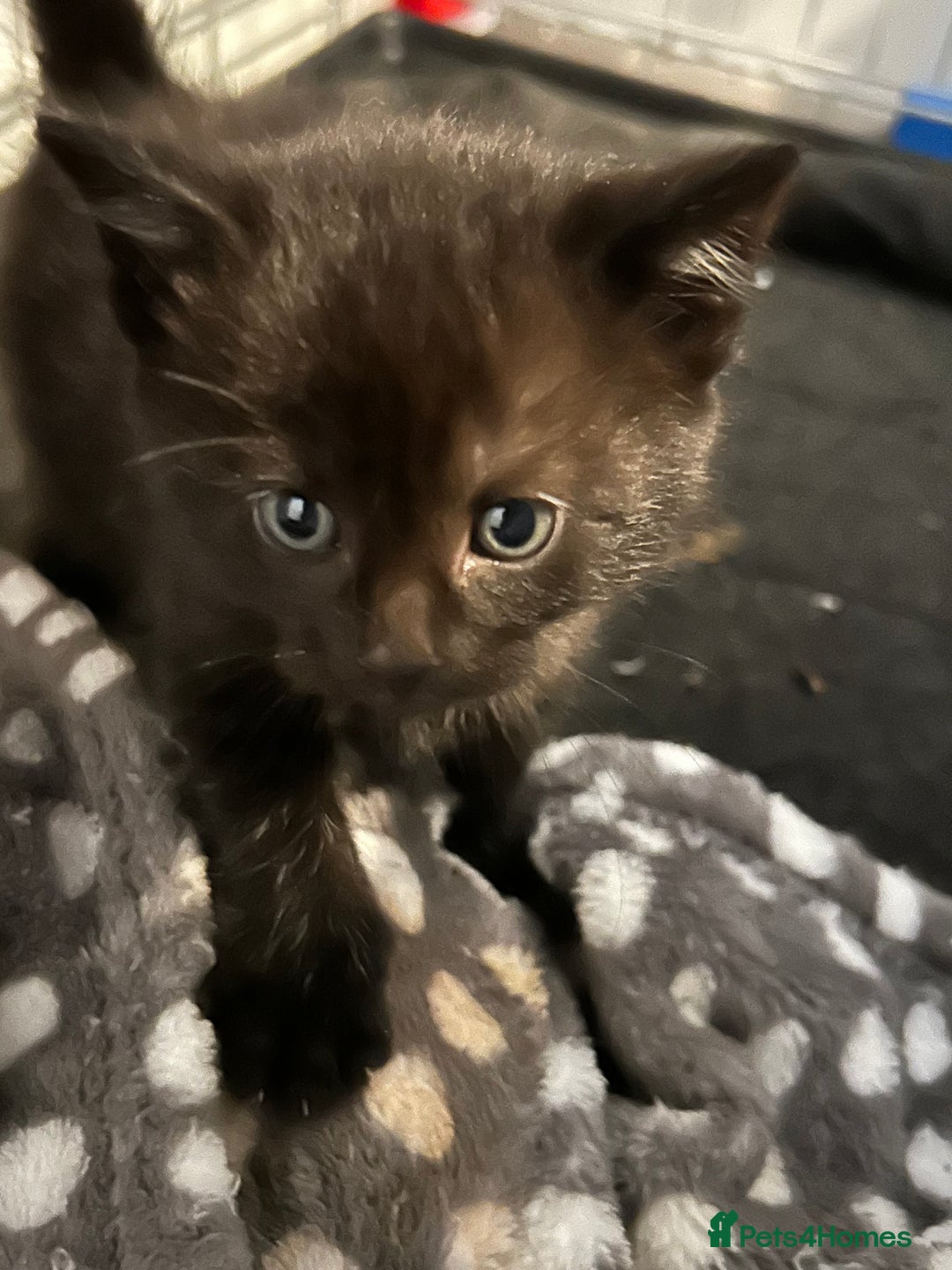 Mixed Breed cats for sale: Kittens  - Advert 5