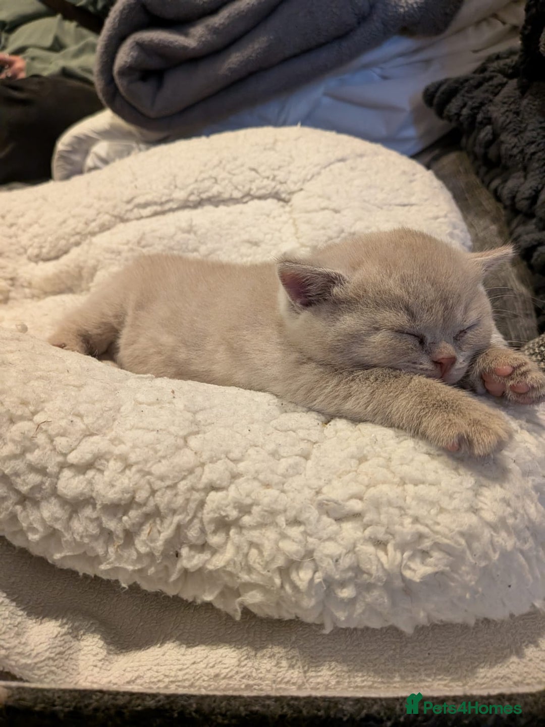 British Shorthair cats for sale: GCCF Registered Championship Line BSH Kittens - Advert 16
