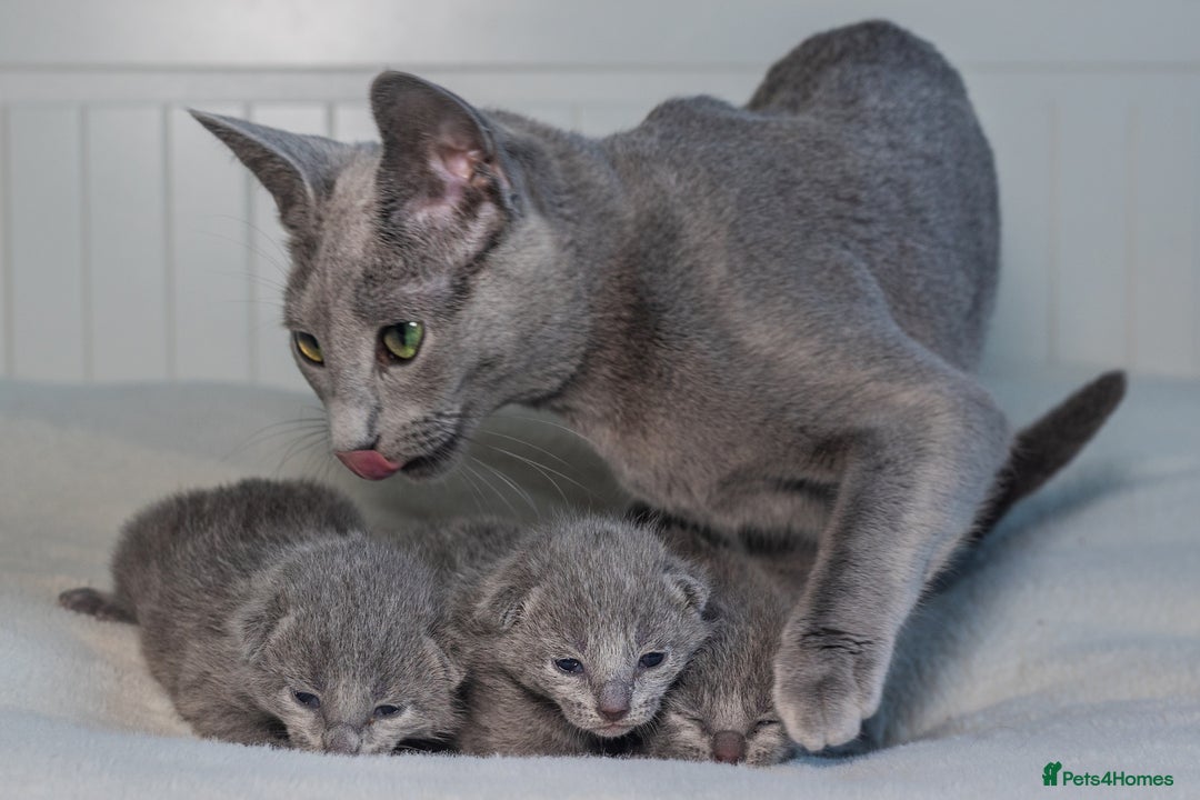 Russian Blue cats for sale: ✨ Exceptional TICA  Russian Blue Kittens Available - Advert 5