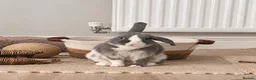 Mixed Breed rabbits for sale: Mum and son for sale  in Saint Columb - Advert 4