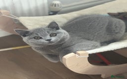 British Shorthair cats for sale: Excellent Champion line  - Image 13