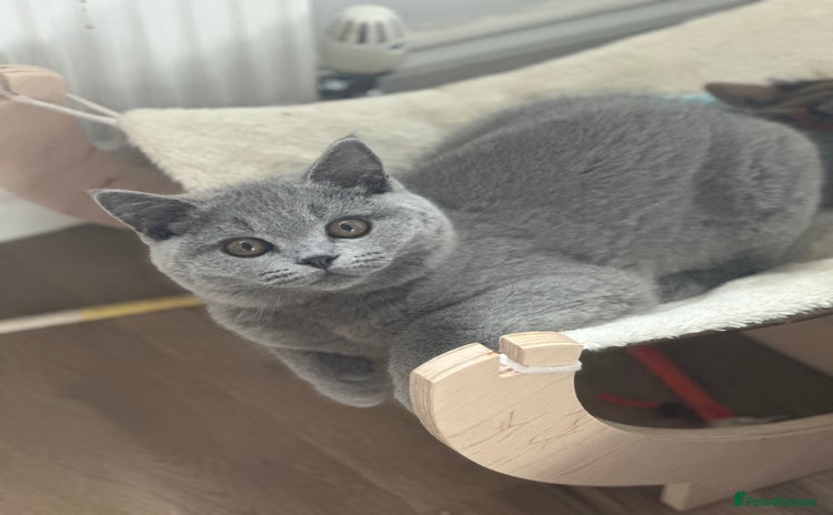 British Shorthair cats - Advert 15
