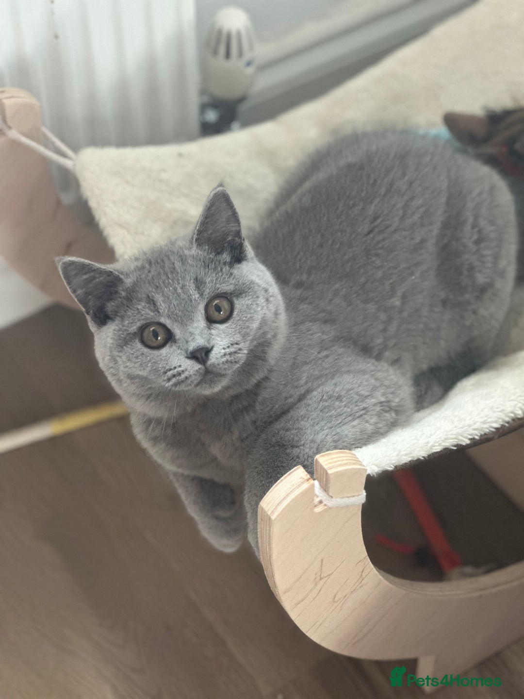 British Shorthair cats for sale: Excellent Champion line  - Image 13