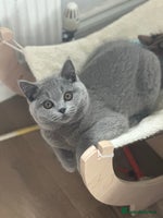 British Shorthair cats - Advert 2