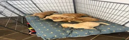 Cockapoo dogs for sale: stunning F1 Cockerpoos  - Advert 13