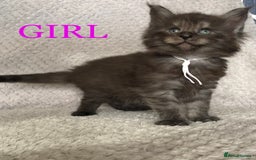 Maine Coon cats for sale: MaineCoon Kittens For Sale Black Smoke - Image 39