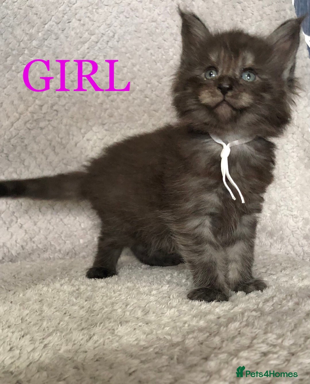 Maine Coon cats for sale: MaineCoon Kittens For Sale Black Smoke - Image 39