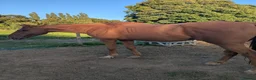 Irish Thoroughbred horses for sale: Hector - Advert 3