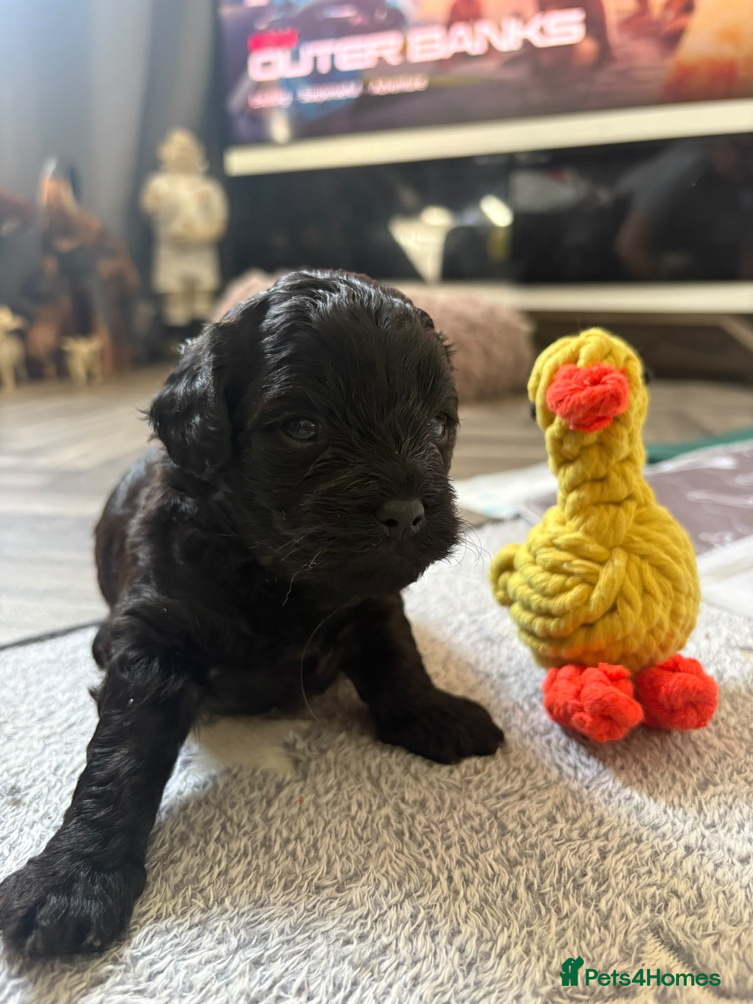 Mixed Breed dogs Shorkiepoo - Advert 2