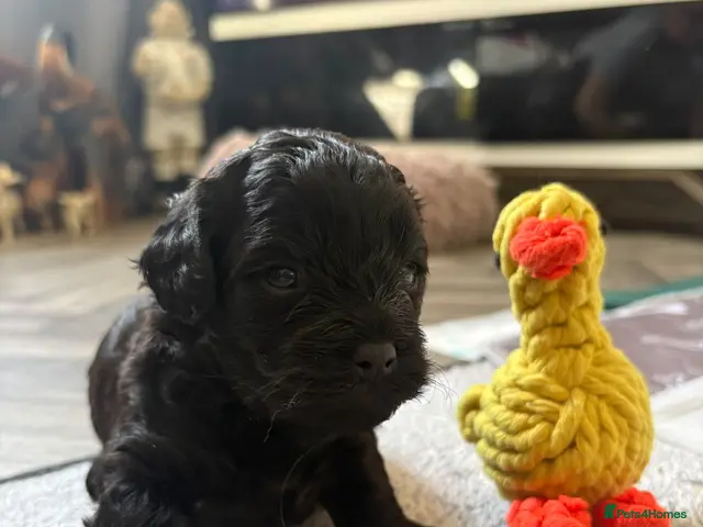 Mixed Breed dogs for sale: Shorkiepoo - Advert 2