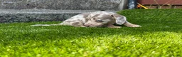 Miniature Dachshund dogs for sale: ❤️Adorable Isabella Miniature Dachshund Puppies 🐶 - Advert 14