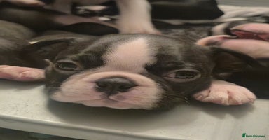 Boston Terrier dogs - Advert 2