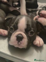 Boston Terrier dogs - Advert 2