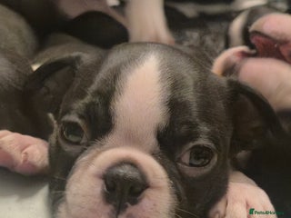 Boston Terrier dogs - Advert 2