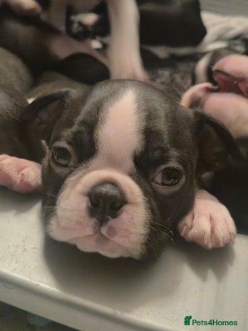 Boston Terrier dogs - Advert 1