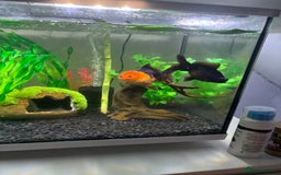 Goldfish fish for sale: Fancy Goldfish for new home 🐟🏡 - Image 5