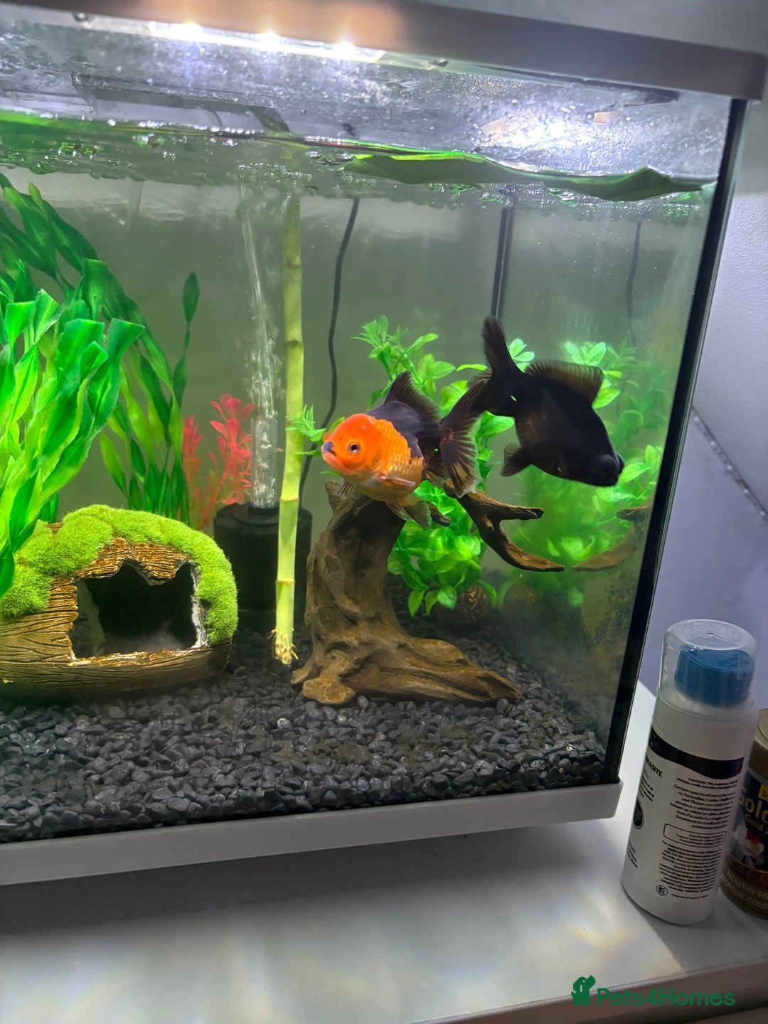 Goldfish fish for sale: Fancy Goldfish for new home 🐟🏡 - Image 5